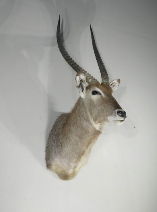 Waterbuck Trophy taxidermy Mount. X-166WA