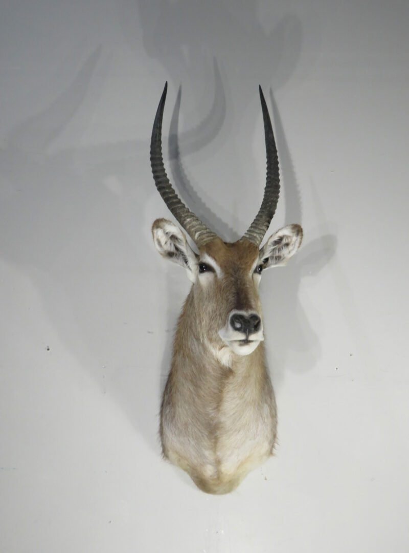 Waterbuck Trophy taxidermy Mount. X-166WA