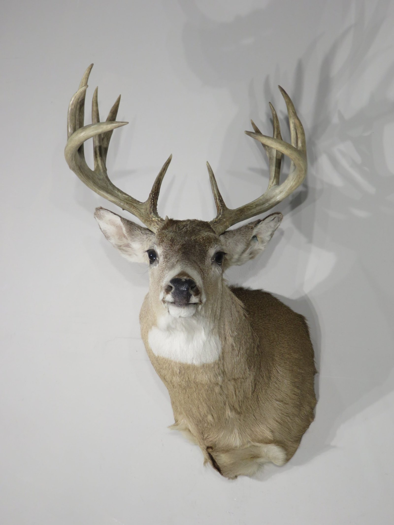 Whitetail Buck Shoulder Mount. W-138S