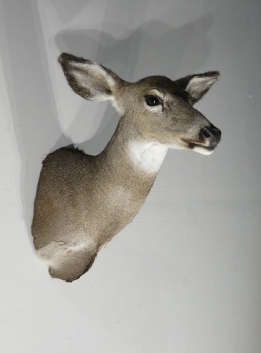 Whitetail Deer Doe Mount. W-145D