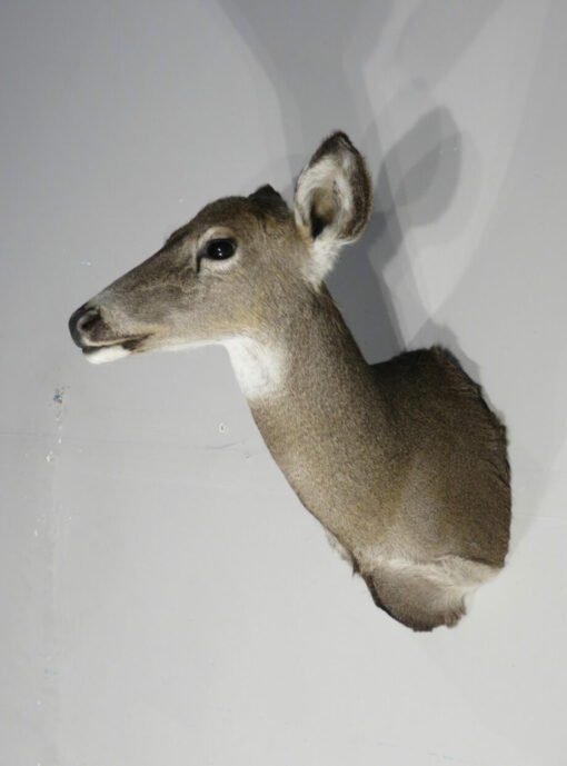 Whitetail Deer Doe Mount. W-145D