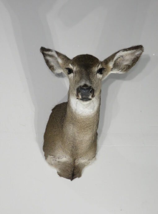 Whitetail Deer Doe Mount. W-145D