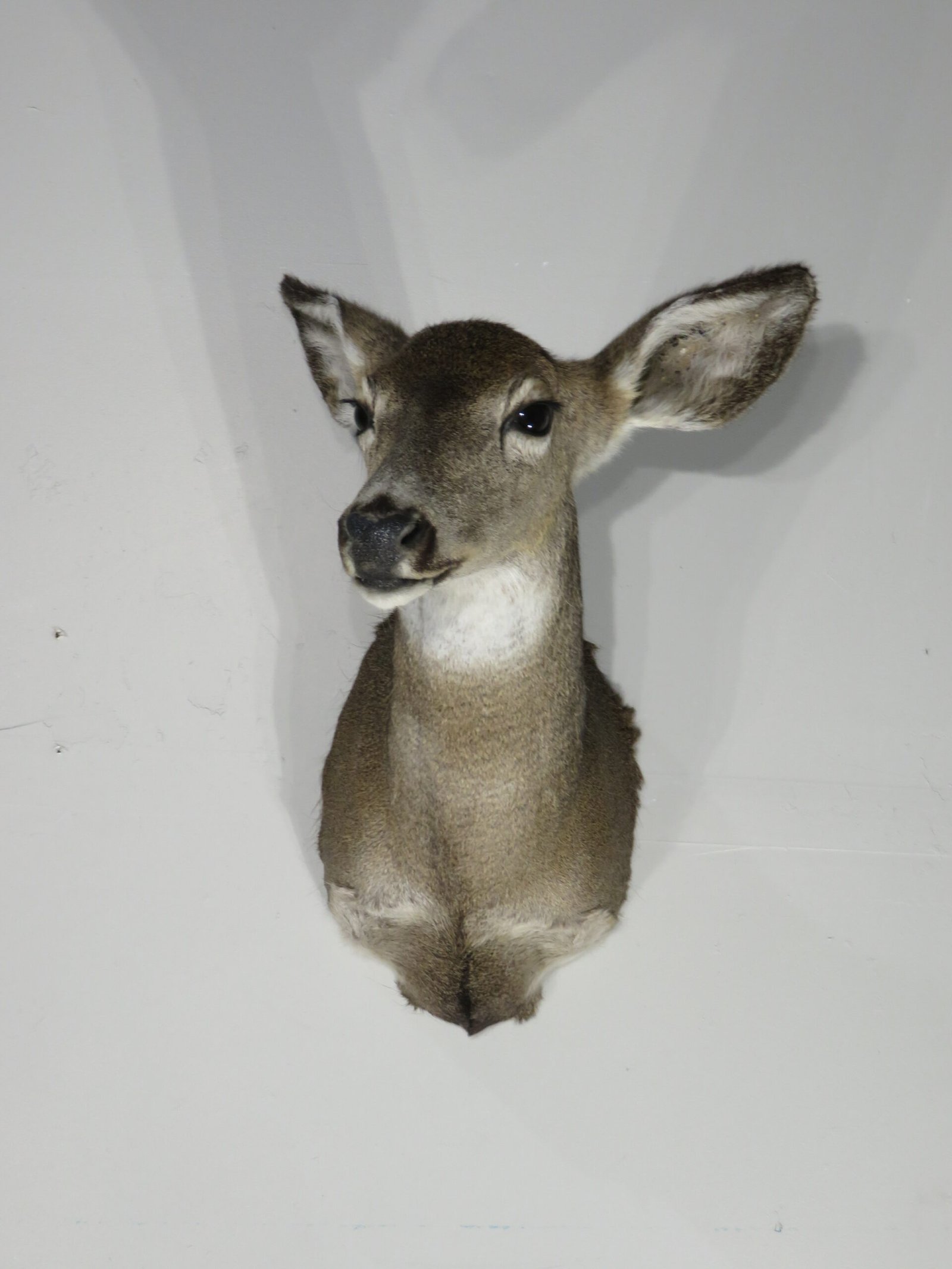 Whitetail Deer Doe Mount. W-145D