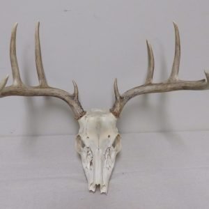 Whitetail European Mount W-122E