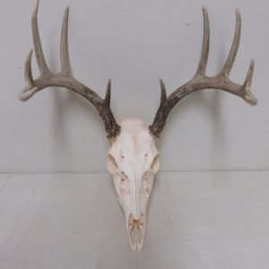 Whitetail European Mount W-125E