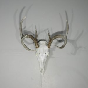 Whitetail European/Skull Taxidermy. W-146E