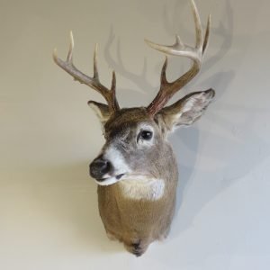 Whitetail Shoulder Mount W-127