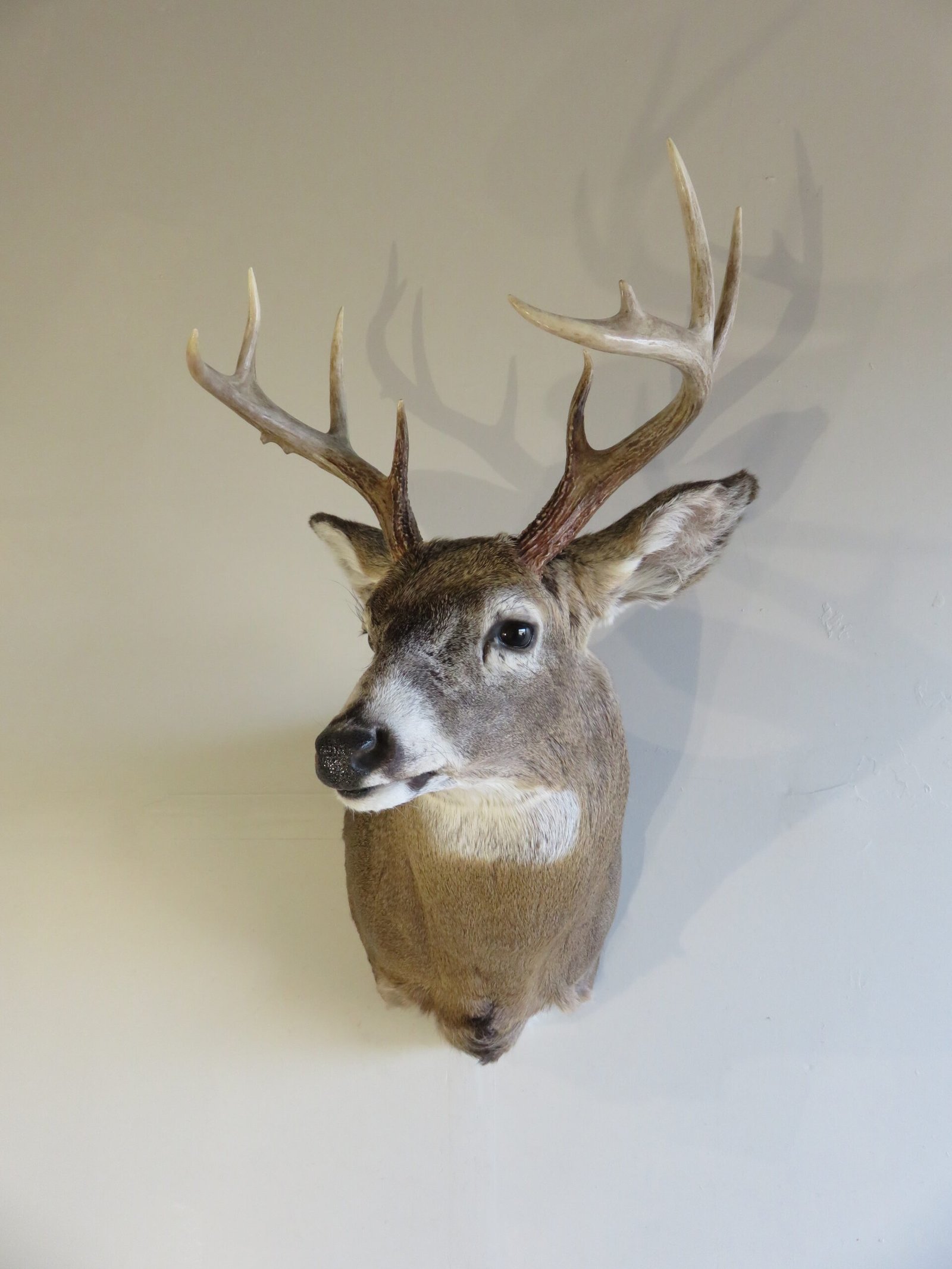 Whitetail Shoulder Mount W-127